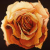 Схема вышивки «Orange Rose on Black»