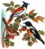 Схема вышивки «Певчие птички»