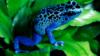 Схема вышивки «Синяя жаба»