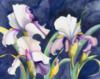 Схема вышивки «White Irises on Blue»
