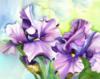 Схема вышивки «Purple Irises on Blue»