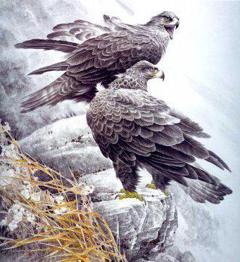 Схема для вышивки сокол Схема для вышивки сокол
