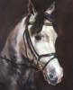 Схема вышивки «Портрет спортивной лошади»