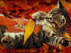 Схема вышивки «Котёнок в листве»