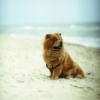 Схема вышивки «Собака на песке»