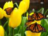 Схема вышивки «Бабочки на тюльпанах»