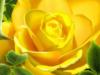 Схема вышивки «Жёлтая роза»
