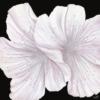 Схема вышивки «Белые лилии»