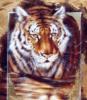 Портрет тигра: оригинал