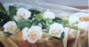 Схема вышивки «Лучкив Василий.Белые розы с вуа»