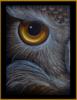 Схема вышивки «Owl Eye»