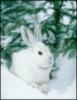 Схема вышивки «Белый заяц зимой»