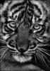 Схема вышивки «Tiger Portrait»