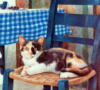 Схема вышивки «Котенок на стуле»