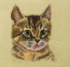 Схема вышивки «Портрет котенка»
