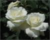 Схема вышивки «Белые розы»