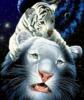 Схема вышивки «Белая тигрица и тигрёнок»