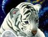 Белый тигрёнок: оригинал