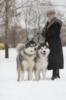 Схема вышивки «Зимняя прогулка с собаками»