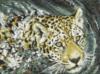Схема вышивки «Плывущий леопард»