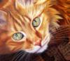 Схема вышивки «Портрет рыжего кота»