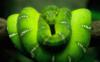 Схема вышивки «Зелёная змея»