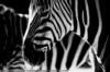 Схема вышивки «Зебры на черном фоне»