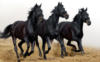 Схема вышивки «Черные кони»