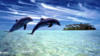 Прыжок дельфинов: оригинал