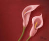 Схема вышивки «Каллы на розовом фоне»