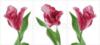 Схема вышивки «Триптих Тюльпаны»