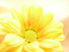 Схема вышивки «Солнечный цветок»