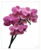 Схема вышивки «Розовые орхидеи»