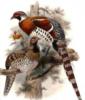Схема вышивки «Лесной фазан»