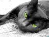 Схема вышивки «Кошечка с зелеными глазами»