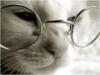 Схема вышивки «Кошечка в очках»
