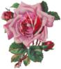 Схема вышивки «Роскошная роза»