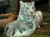 Белая тигрица: оригинал