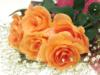 Схема вышивки «Розы оранжевые»