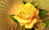 Схема вышивки «Желтая роза2»