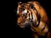 Схема вышивки «Тигр в темноте»