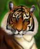 Схема вышивки «Тигр во всей красе»