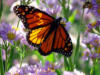 Бабочка на цветах: оригинал