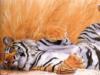 Схема вышивки «Отдыхающий тигр»