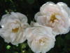 Схема вышивки «Три белых розы»