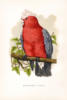 Схема вышивки «Красный попугай»
