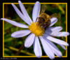Схема вышивки «Цветок с пчелой»