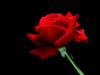 Схема вышивки «Красная роза на черной канве»
