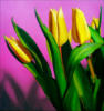Жёлтые тюльпаны: оригинал