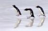 Схема вышивки «Забавные пингвины»